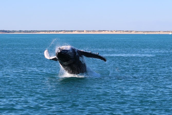 AOC Whale Watching from Broome - Booking and cancellation details to keep in mind
