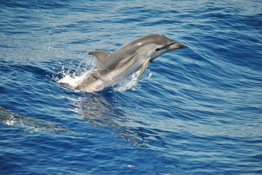 Aquarium of Genoa Ticket and Whale Watching Cruise - Sailing into the Pelagos Sanctuary