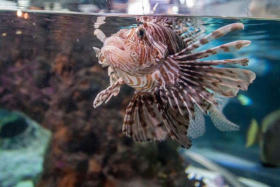 Aquarium of Genoa Ticket and Whale Watching Cruise - What to bring for four hours at sea