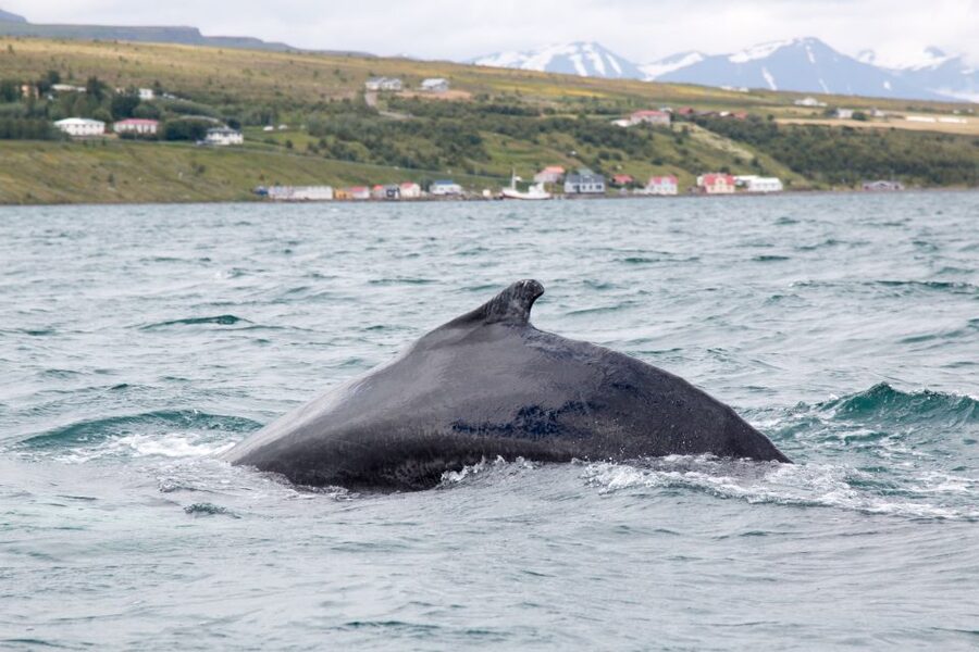 Árskógssandur: Whale-Watching Boat Trip - Key points to know before you book