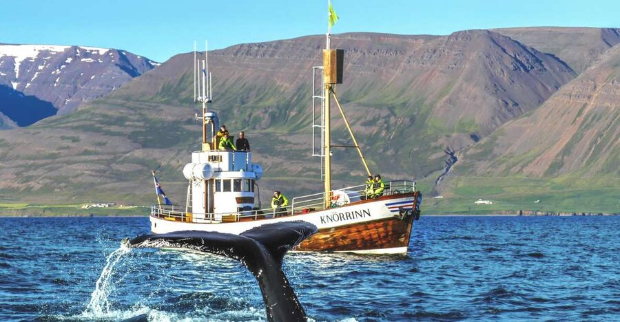 Árskógssandur: Whale-Watching Boat Trip - A traditional boat from Árskógssandur