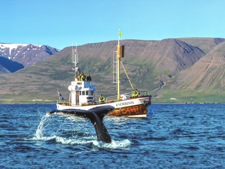 Árskógssandur: Whale-Watching Boat Trip - Humpbacks, dolphins, porpoises, and seabirds