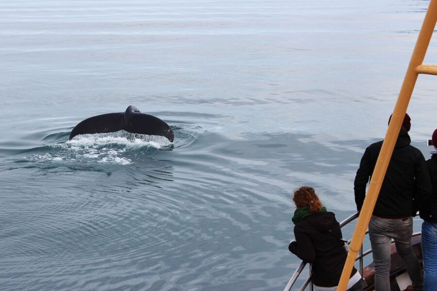 Árskógssandur: Whale-Watching Boat Trip - Warm overalls and the hot-chocolate finish