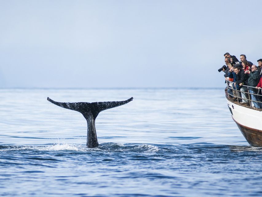 Árskógssandur: Whale-Watching Boat Trip - When to go and what to pack