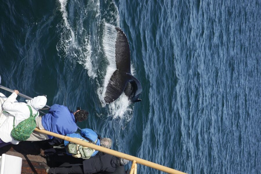 Árskógssandur: Whale-Watching Boat Trip - Who will enjoy this boat trip most?