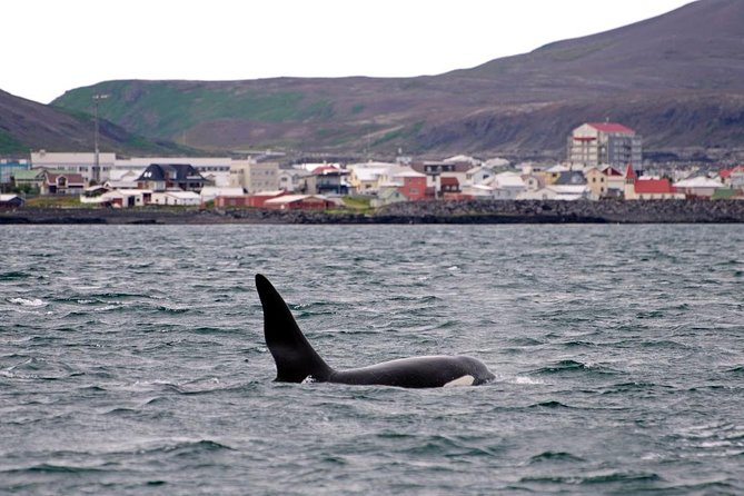 ATV & Whale Watching Full day adventure in Reykjavik - Lunch in the old Reykjavik harbor