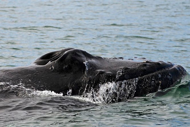 ATV & Whale Watching Full day adventure in Reykjavik - Three hours on Faxafloi Bay