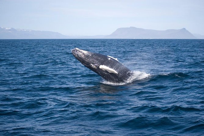 ATV & Whale Watching Full day adventure in Reykjavik - Is the $299 price good value?