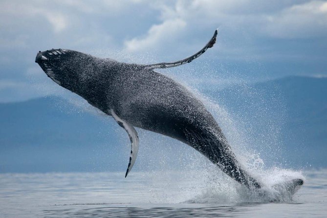 ATV & Whale Watching Full day adventure in Reykjavik - Riding toward Ulfarsfell mountain