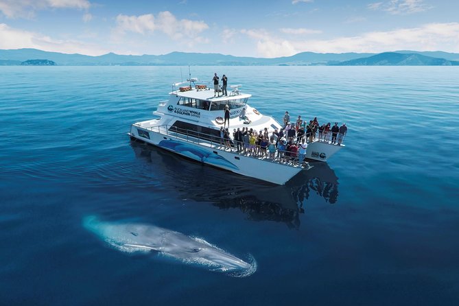 Auckland Dolphin and Whale Watching Eco-Safari Cruise - Rangitoto and the first open-water views