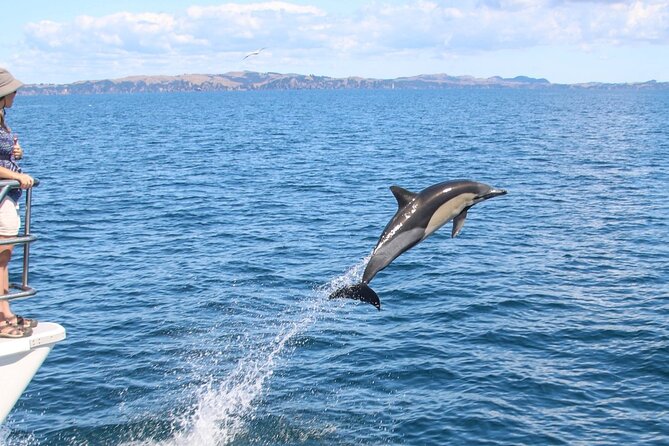 Auckland Dolphin and Whale Watching Eco-Safari Cruise - Hauraki Gulf Marine Park and the search for whales