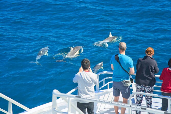 Auckland: Tikapa Moana Dolphin, Whale and Island Cruise - Timing matters more than the low headline price