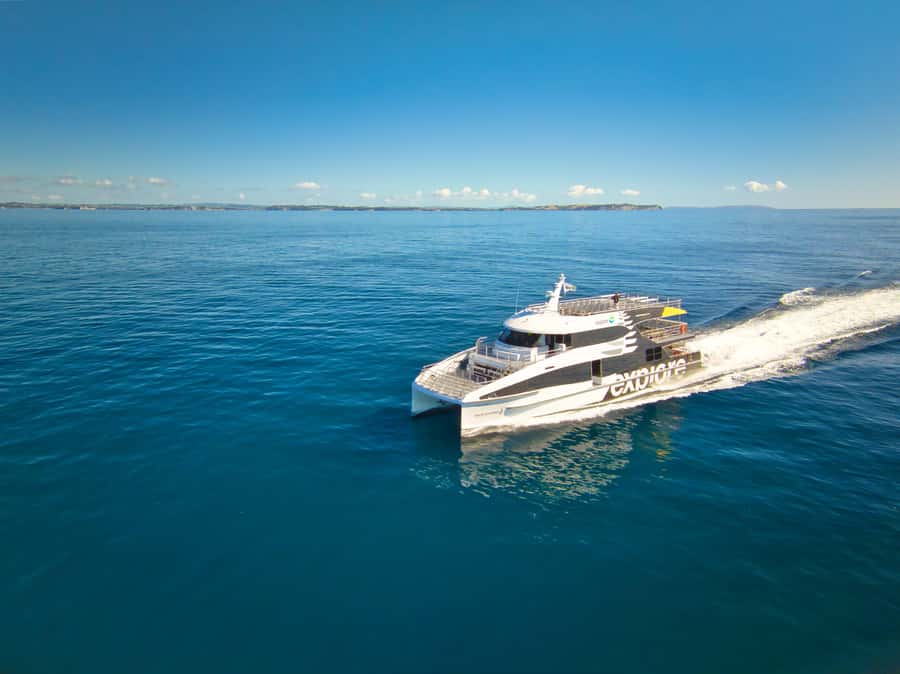 Auckland: Tikapa Moana Whales, Dolphins and Islands Cruise - Key points to know before you book