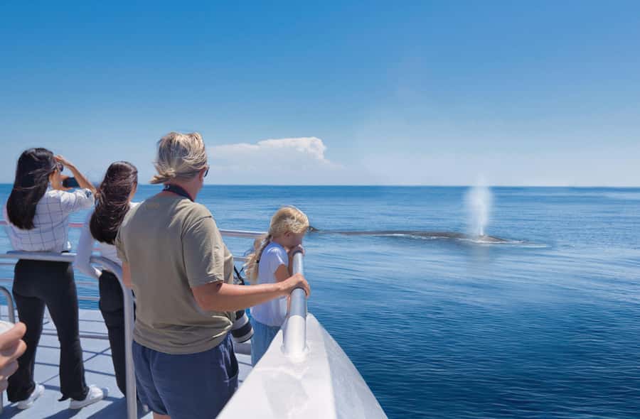 Auckland: Tikapa Moana Whales, Dolphins and Islands Cruise - Choosing Rotoroa Island for wildlife and walking
