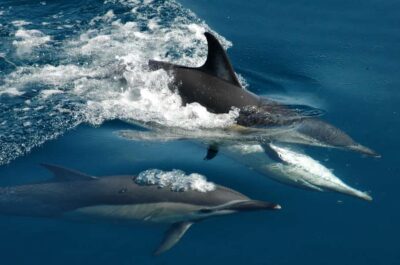 Auckland: Tikapa Moana Whales, Dolphins and Islands Cruise