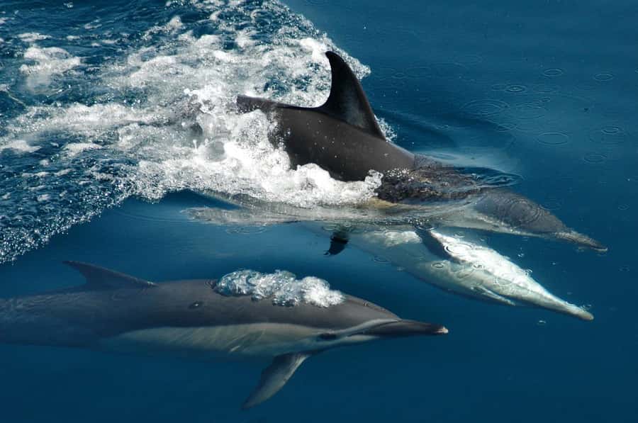 Auckland: Tikapa Moana Whales, Dolphins and Islands Cruise - Searching for dolphins, whales, and seabirds