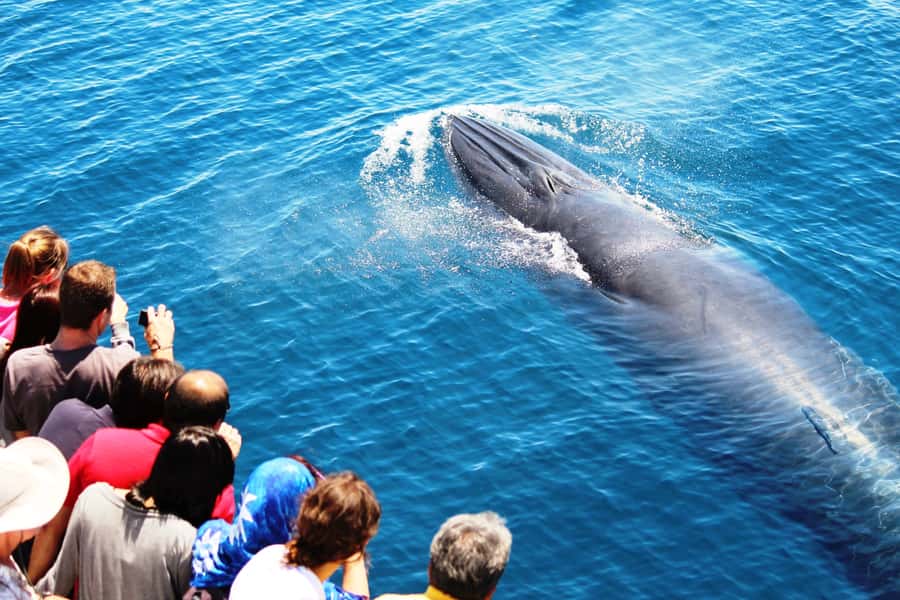 Auckland: Whale and Dolphin Watching Half-Day Eco Cruise - Leaving Auckland from the Eastern Viaduct