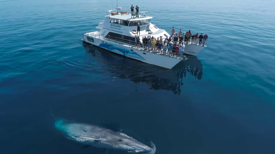 Auckland: Whale and Dolphin Watching Half-Day Eco Cruise - Searching for dolphins and whales in the gulf