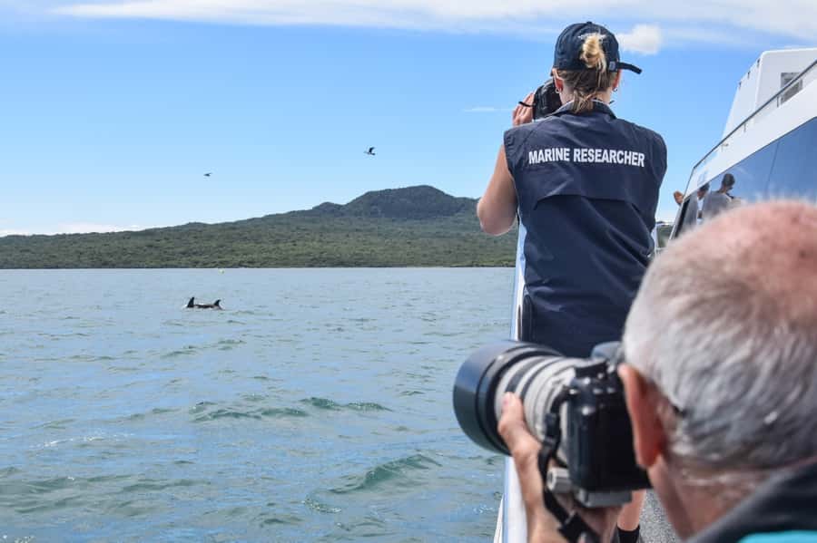 Auckland: Whale and Dolphin Watching Half-Day Eco Cruise - A research trip as well as a sightseeing cruise