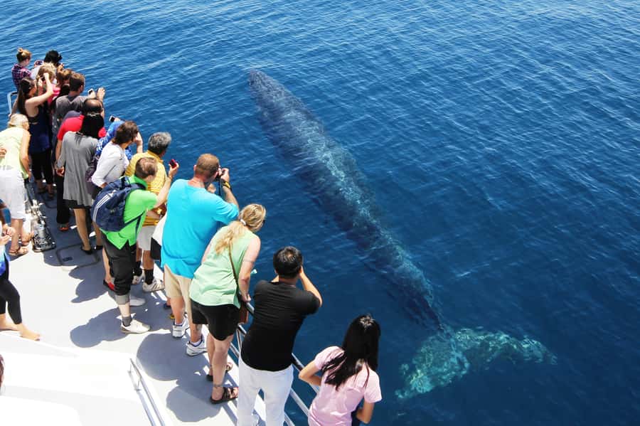Auckland: Whale and Dolphin Watching Half-Day Eco Cruise - Comfort, weather, and seasickness