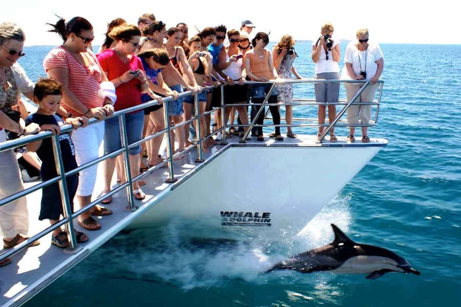 Auckland: Whale and Dolphin Watching Half-Day Eco Cruise - Booking details that matter