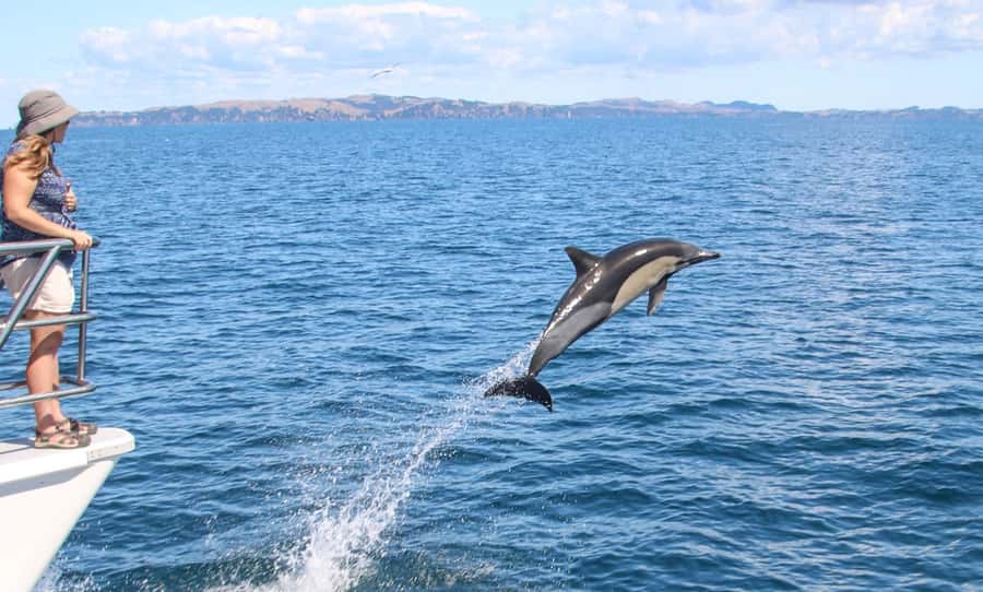 Auckland: Whale and Dolphin Watching Half-Day Eco Cruise - North Head, Devonport, and Rangitoto Island