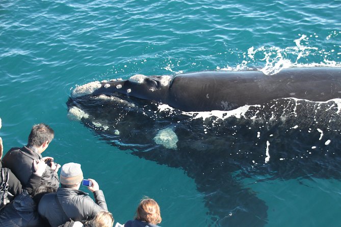Augusta Whale Watching Eco Tour - Key points to know before you book