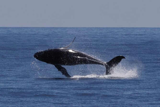 Augusta Whale Watching Eco Tour - Why Augusta is a strong place for whale watching