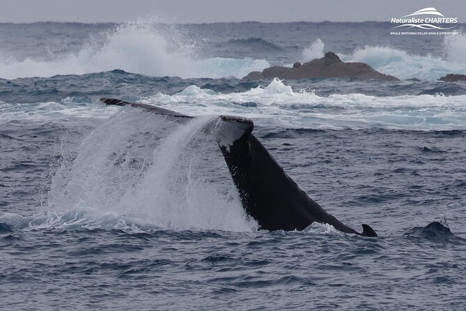 Augusta Whale Watching Eco Tour - What the two-and-a-half-hour outing feels like
