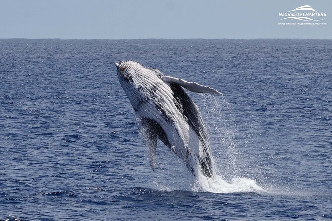 Augusta Whale Watching Eco Tour - Photo chances and the reality of whale watching