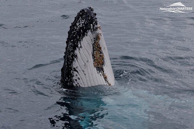 Augusta Whale Watching Eco Tour - Seasickness, weather, and comfort