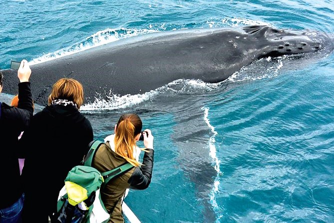 Augusta Whale Watching Eco Tour - Is $75.31 a fair price?