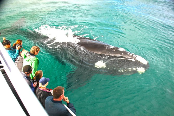 Augusta Whale Watching Eco Tour - Leaving Augusta Boat Harbour for the open water
