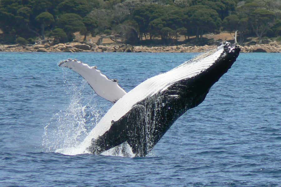 Augusta: Whale Watching Tour - Key points to know before booking