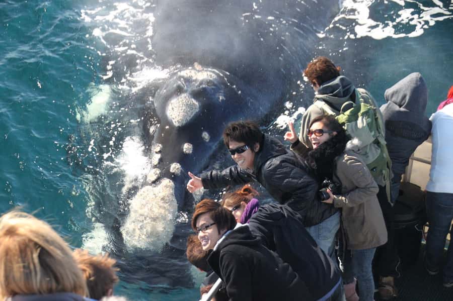 Augusta: Whale Watching Tour - Two hours among migrating whales