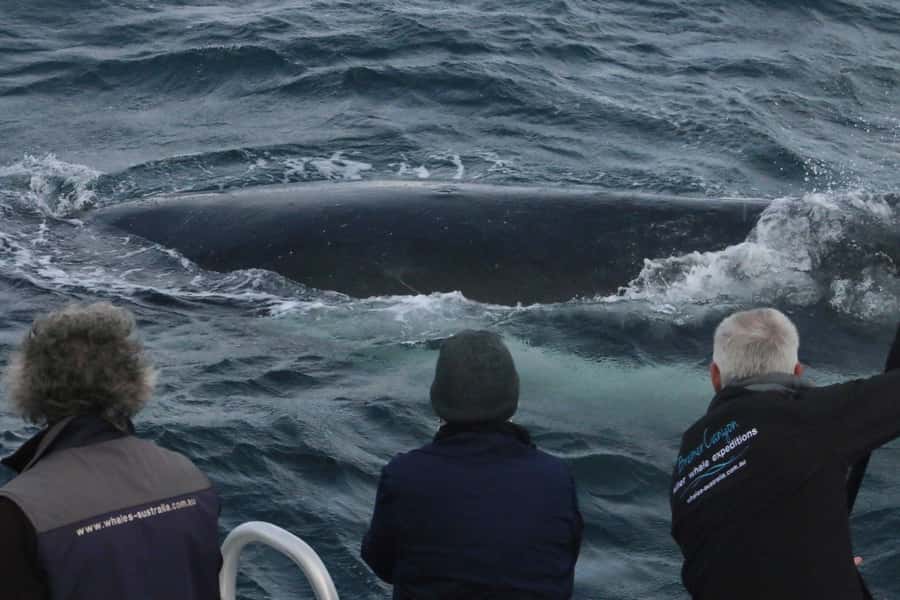 Augusta: Whale Watching Tour - Viewing platforms, lounge access, and boat movement