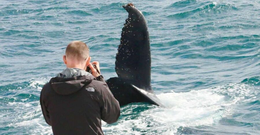 Augusta: Whale Watching Tour - Practical details that make the day easier