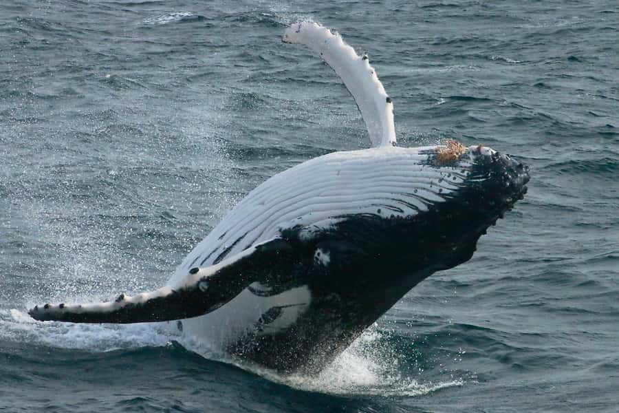 Augusta: Whale Watching Tour - Leaving Augusta Boat Harbour