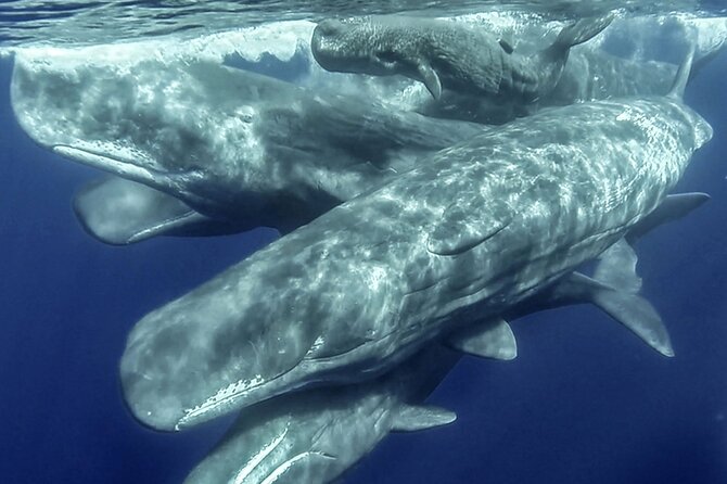 Azores Whale Watching & Islet Boat Tour - Key points at a glance