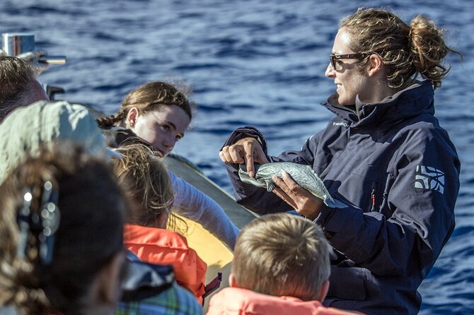 Azores Whale Watching & Islet Boat Tour - The fast run toward whales and dolphins