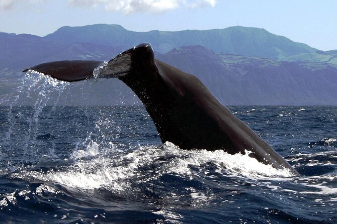 Azores Whale Watching & Islet Boat Tour - Getting a good view from the RIB