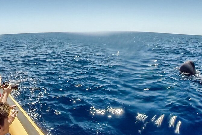 Azores Whale Watching & Islet Boat Tour - Who should book this outing