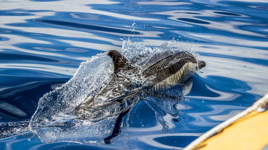 Azores: Whale Watching & Islet Boat Tour w/ Marine Biologist - FAQ