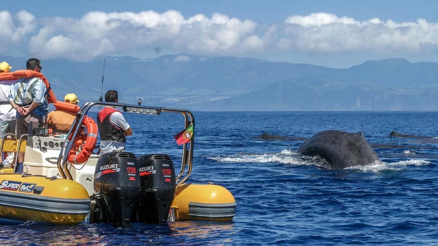 Azores: Whale Watching & Islet Boat Tour w/ Marine Biologist - Whale and dolphin watching around São Miguel