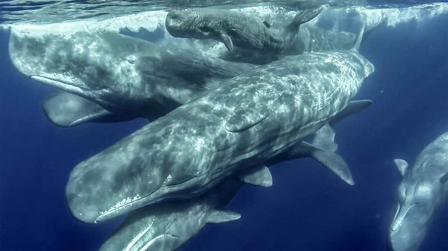 Azores: Whale Watching & Islet Boat Tour w/ Marine Biologist - Vila Franca Islet from the water