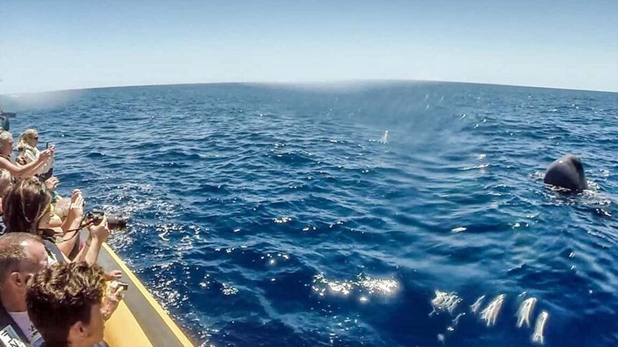 Azores: Whale Watching & Islet Boat Tour w/ Marine Biologist - How to prepare for the open Atlantic