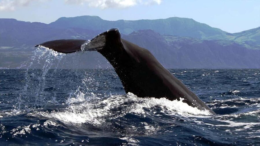 Azores: Whale Watching & Islet Boat Tour w/ Marine Biologist - Who will enjoy this tour most