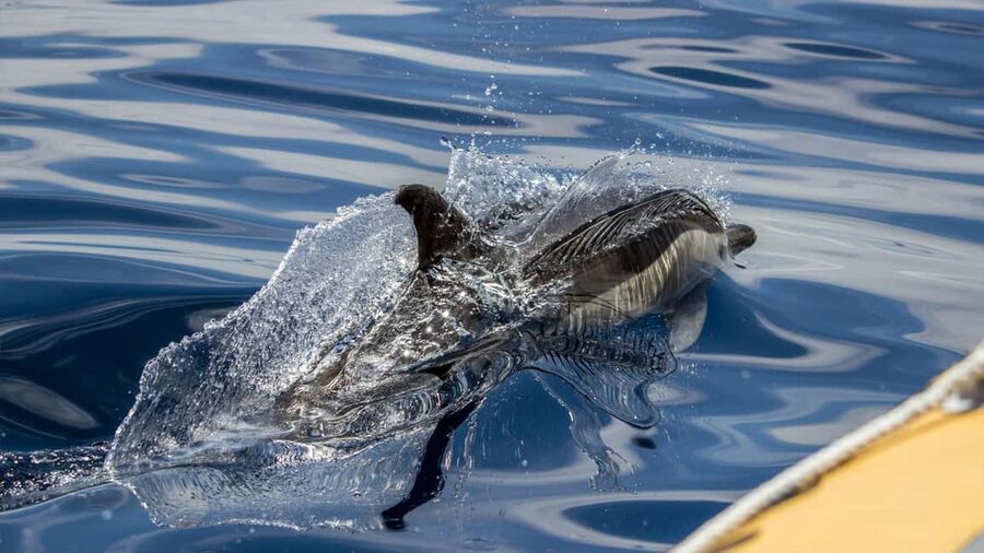 Azores: Whale Watching & Islet Boat Tour w/ Marine Biologist - Should you book the Terra Azul whale tour?
