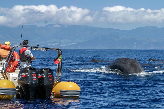 Azores Whale Watching & Islet Boat Tour - What you might see in the open Atlantic