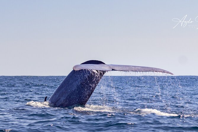 Azores Whale Watching Tour – Ponta Delgada - RIB or catamaran: choose the ride that fits you